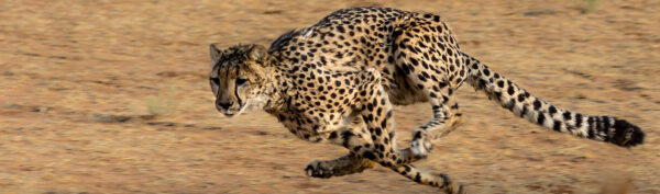 11. Afrika-Cup  2026